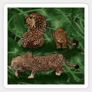 Majestic Leopards Sticker